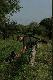 Fot. Urtica