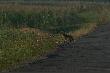 Przebieg� sobie lisek drog�...
Fot. Urtica