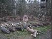 Dwudniowa zbior�wka zorganizowana dla 7 go�ci z Holandii
Na pokocie �ania , 16 dzik�w , 6 saren oraz 2 lisy