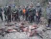 Pokot - 6 dzik�w (w tym m�j dublet)