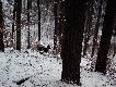 Bardzo dumnie schodzi� z g�ry 