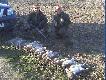 Chcia�bym tak kiedy� zapolowa�, zapewne trzeba mie� dobry refleks, pono�  z  nor  wyskakiwa�y jak  z  procy.