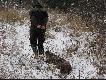 dzik po �niegu idzie jak sanki;-)