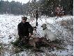 Cielaczek strzelony podczas porannego polowania z podchodu 17.12.09. Z ca�ej chmary, a by�o kilkana�cie sztuk, upatrzy�em sobie w�a�nie tego najmniejszego,kt�ry zdecydowanie r�ni� si� wielko�ci� od pozosta�ych. Sprawi� mi wiele trudno�ci podczas podchodu poniewa� , aby dotrze� na skuteczn� odleg�o�� strza�u musia�em obej�� lasem po�ow� chmary.Efekt jak wida� .Waga po wypatroszeniu to tylko 34 kg