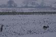 
...pierwszy �nieg w jej �yciu....