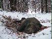 Tak leg� czarny rycerz jurajskich las�w...