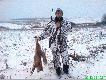Lis pozyskany w m.�ogdowo.Amunicja w�asnej elaboracji z pociskiem Nosler BallisticTip 165 grain kal.308W.