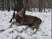 20.12.2009 �ona wys�a�a mnie po ga��zki do stroika.Zabra�em p�automacik i po chwili by�em ju� w lesie. Zauwa�y�em chmar� i spr�bowa�em podej��.Jelenie zmieni�y kierunek i wesz�y na mnie .Wybra�em dwie sztuki a strza�y na odleg�o�� czterdziestu metr�w by�y formalno�ci�.Ps. Tak zosta�a