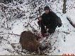 Polowanie zbiorowe 20.12.2009 �owisko Kraskowo. M�j jeden z 6 dzik�w pozyskanych tego dnia...