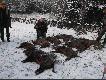 19.12.2009. Polowanie Wigilijne w Kole �owieckim nr 21 DROP w Gostyniu. Uda�o si� do�o�y� do pokotu jednego warchlaczka. DB !
