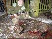 I znowu ZKK 600 w kalibrze 30-06 da� mi powody do zadowolenia( bron u�yczona przez tate) Oczywi�cie strza� BartOnowski i Darzb�rnikowy :) (13-ty dziczek)