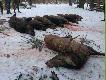 I jeszcze pokot z polowania wigilijnego. Byk Kolegi Adama (jeszcze raz gratuluj�!), m�j warchlaczek na ko�cu. 3 mioty, 12 strzelb. Darz B�r