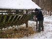 Wigilijne dokarmianie. Darz B�r 