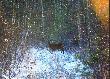 ostatni cielak z chmary, kt�remu zd��y�em zrobi� zdj�cie 