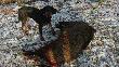 Heksa troche podros�a i polubi�a polowanie na dziki.