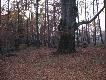 Szczyt  "g�rki", ca 700 m npm.