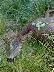 Wypatrzony my�kus, dewizowcy odjechali, a ja mog�em dzi�ki �w. Hubertowi w�o�y� ostatni k�s... 