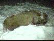 03.01.2010 g.13.30 �w. Hubert darzy mnie w nowym roku warchlakiem.Godzina 0.20 pud�o do liska na 20 metr�w,za ok 30 minut zauwa�am watache 17sztuk,w trakcie podchodu do tej watachy do�acza jeszcze jedna watacha 5 sztuk wszystkie stoj� na blat na ok 100m. Strza� na otwartej przestrzeni z kolanka na niska komor� k�adzie dziczka po ok 10 metrach,niestety fotka n�dzna bo robiona z telefonu