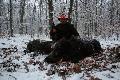 Tryplet strzelony na ostatnim polowaniu zbiorowym w ostatnim miocie.Dzi�ki �w.Hubercie