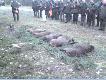 K� Le�nik(na pokocie 7 dzik�w, i 1 lis)