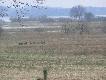 dziki uchodz�ce przed powodzi� w okolicy Trzebiatowa