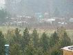 dziki uchodz�ce przed powodzi� w okolicy Trzebiatowa
