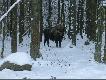 W Puszczy Bia�owieskiej...
W Nowy Rok ruszyli�my do Puszczy na �owy. Podziwiali�my puszcza�skie pejza�e wyj�tkowo pi�kne w zimowej szacie. Podczas objazdu �owiska fascynuj�ce spotkanie z majestatycznym �ubrem bykiem!
Wieczorem zasiedli�my na ambonach. Pod moj� by�y tropy du�ego pojedynka z ostatniej nocy, co dodatkowo pot�gowa�o emocje... Bardzo szybko narasta� mr�z, aby osi�gn��  minus 14. Na zasiadce rygor absolutnej ciszy. I dopiero po ponad dw�ch godzinach z prawej strony i z ty�u za ambon� us�ysza�em pykni�cie ga��zki. Nast�pne dwadzie�cia minut to absolutny bezruch i cisza. Lufa sztucera mauser 30-06 oparta o okienko, kolba na biodrze... Wreszcie wysun�� si� z g�szczu po prawej stronie i nas�uchiwa�, i wietrzy�! A ja ca�y czas czeka�em- czy nie locha? Po kilkunastu sekundach cofn�� si� do lasu, aby za chwil� wyj�� ponownie i ukaza� si� w ca�ej okaza�o�ci. I ju� nie by�o w�tpliwo�ci: odyniec! Sta� na ok. 60 metr�w od ambony "na kulawy sztych" i nas�uchiwa�. �o�e sztucera na d�o�, d�o� na brzeg okienka. Bardzo leciutko rozja�ni�em czerwony punkt na �rodku krzy�a, naprowadzi�em za ucho i mi�kko, "na dwa tempa" nacisn��em spust. Dzik osun�� si� w �nieg, napisa� testament i zosta�...  