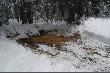 wysypana karma, owies, kukurydza, pszenica, jeszcze tylko buraki trzeba dowie��.