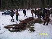 Polowanie zbiorowe, kt�re prowadzi�em 09.01.2010r. le�nictwo Kr�likarnia obw.43. Pozyskali�my jele� �ania 1szt, dzik 8szt,lis 1 szt.