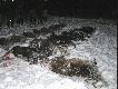 Pokot z polowania zbiorowego w moim kole 10.01.2010 r.Patrz�c od "g�ry" pokotu, dziki 2,3,4 s� moje:-))))