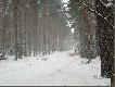 Sypie dalej... w tle S�awek. W tym miocie mia�y by� dziki... ba nawet mia�y wyj�� mi�dzy nami.....no ale nie wysz�y.  ;-)