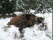 na deseczce z li�ciem d�bu prezentuj� si� �adnie
