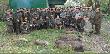 fot. J�zef Paw�owski 
Polowanie Hubertowskie w Klubie My�liwskim nr. 8 z Ostrowa Wielkopolskiego. Kr�lem zosta� Kol. Maciej Precz(skarbnik ko�a) strzelaj�c dubleta warchlak�w