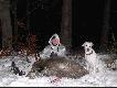Kolejne nocne wyj�cie na buki zako�czone strzelonym dzikiem. Podch�d pod wiatr i strza� z  odleg�o�� oko�o 40 krok�w nie da� ��dny szans. Dzik zwali� si� w ogniu -waga 54 kg.14.01.10