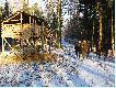 noworoczne u mnie w kole...w tym miocie by�o 8 byk�w w jednej chmarze