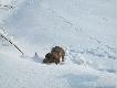 Ciut �liska ta g�reczka...