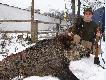 waga huczkowego kabana nieca�e 90kg po wypatroszeniu ale grama t�uszczu na nim nie by�o - szable 19 i 19,5 a fajki s�abe