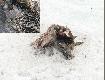 17.01.2010. Na jednym polu znalaz�em 3 sarny w stanie jak wida�. Le�a� du�y �nieg od ponad tygodnia.