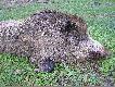 Odyniec 120 kilo, or� 19,1 i 18,8 