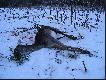 �ania daniela,kt�r� pozyska�em 06.01.2010r na porannym wyj�ciu.