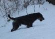 m�j ma�y bandyta , 13 kg wagi , w klacie 56cm 