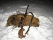 22-01-2010 godzina 0:27 , kolejny dziczek tego sezonu, odleg�o�� oko�o 150 metr�w sztucer CZ550 - 243 WIN kula FEDERAL