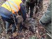 Ogl�dziny tuszy, bo strzela� do niego jeszcze inny my�liwy, ale chybi�.