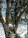A tyle dok�adnie wa�y�  ten dzik :-)))))
 Trzeba wiedzie� jak do zdj�cia si� ustawi� ;-)))))))