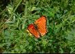 Motylek Orange;)