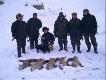 Na stogach w Kcynii, diabelnie zimno i duuu�o �niegu, pracowa�y Ira z Kr�liczego Do�ka i Amigo Lisia Przygoda