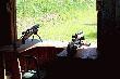 Strzelnica
Tikka Sporter M595 .223Rem
Sako 75 Laminated Stainless Steel 6mmPPC
Luneta Bushnell ELITE 4200 8-32x40