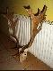 Byk daniel wyci�gniety z chmary 4 �opataczy jako jedyny kwalifikowa� sie do odstrza�u Wiek byka 5lat. 