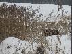 lis�w dzi� nie widzia�em, przechodz�c ko�o trzcinowiska  ruszy�em z bar�ogu tego ody�ca
