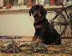 Nowy Kolega w dru�ynie......Dra�